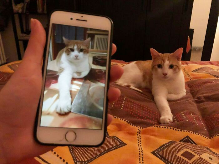 Encontré una falla mientras miraba fotos de gatos en Facebook