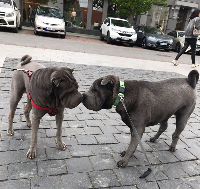 Meeting A Doppelganger