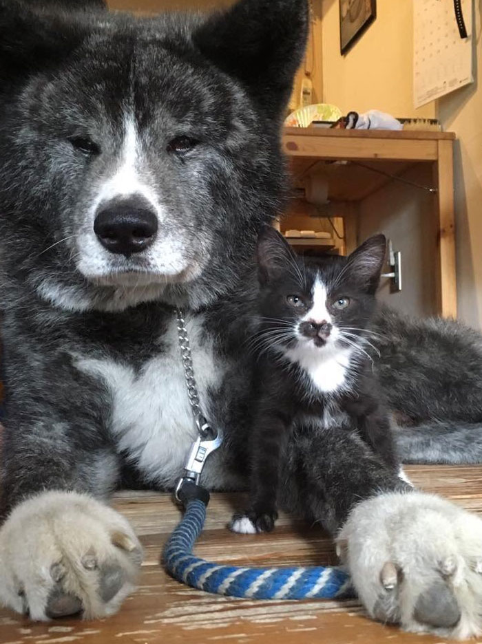 This Is A Stray Cat That Suddenly Appeared 3 Days Ago. They Look Almost The Same