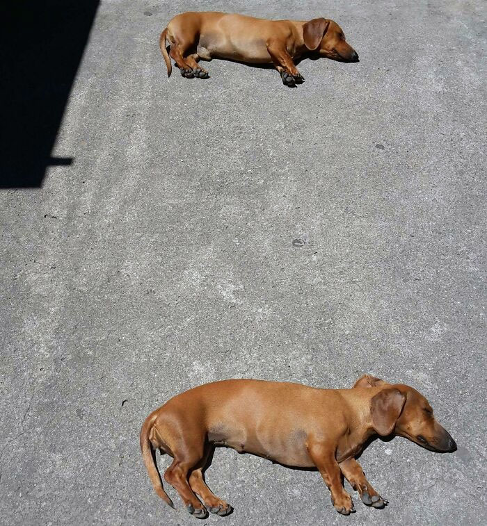 Copiar perro salchicha, pegar perro salchicha 