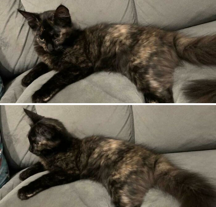 We Thought This Cat Was Ours But Ours Just Came Home And Now We Have Two. Is She Yours?