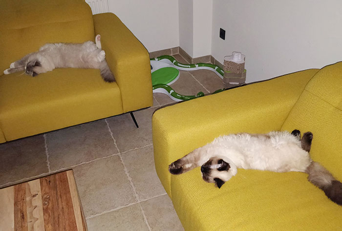 Who Is Imitating Who?