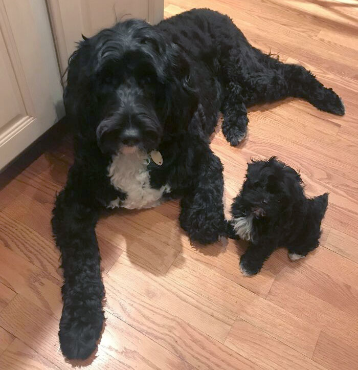 My Dog Stella (A Portuguese Water Dog) And Her Mini Look-Alike, Roxie (A Havapoo)