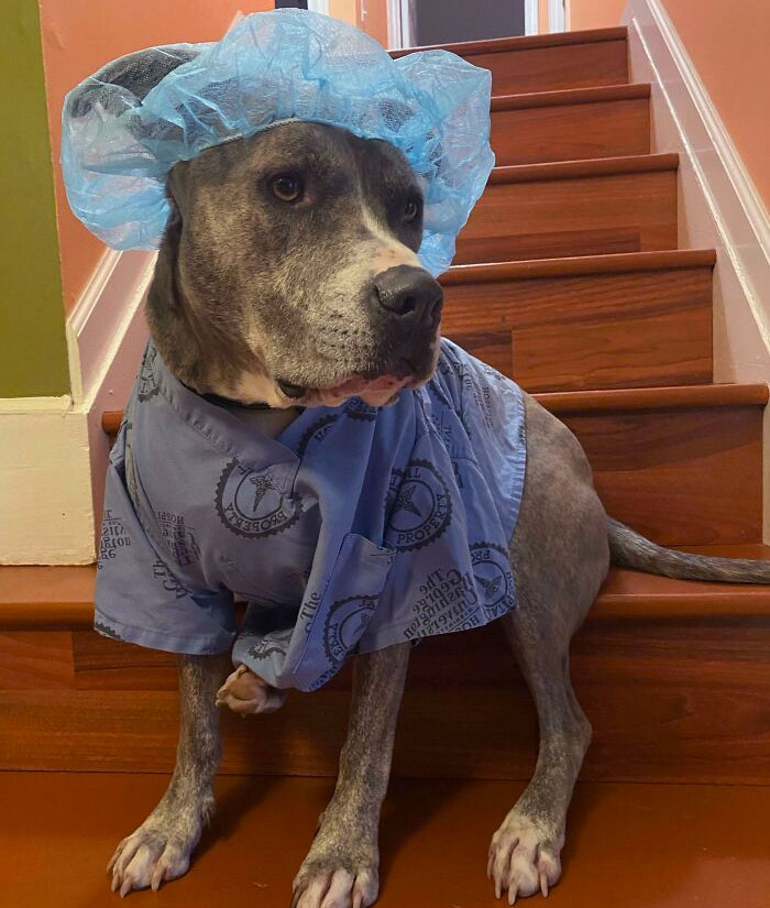 Guess Who Won Best Pet Costume Competition At Work? The Theme Was 2020 Hero