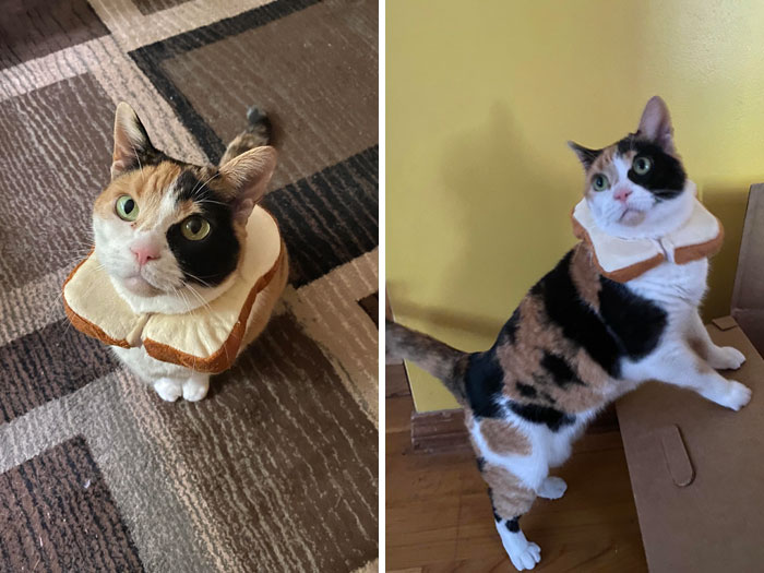 My Cat Would Like To Know If Her Halloween Costume Looks Good