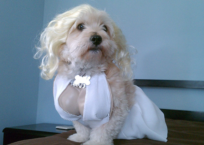 My Best Friend's Halloween Costume. He's A Little Embarrassed By It