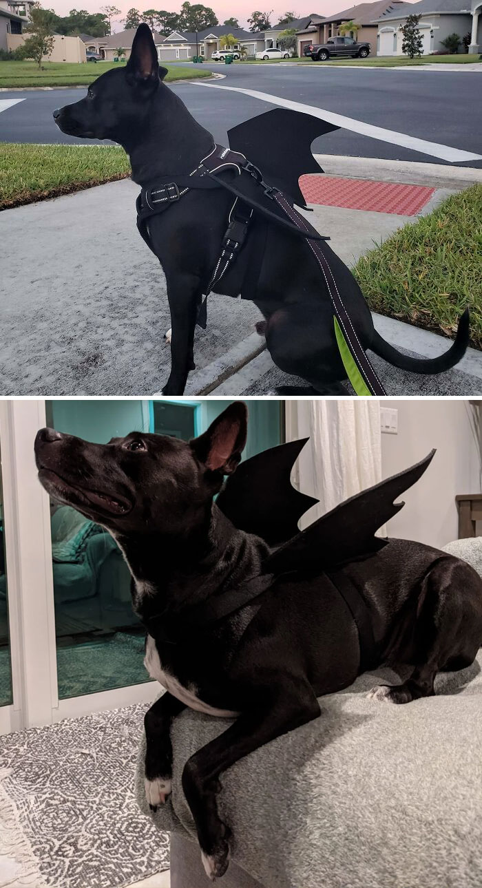 Judd Was A Bat For Halloween