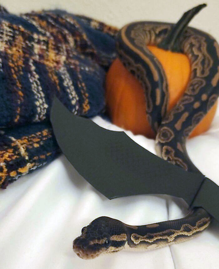 My University's Pre-Vet Club Is Holding A Halloween-Themed Cutest Pet Contest, Here's Arlo's Submission