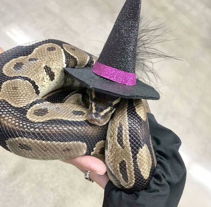 My Girl Slytherin Says Happy Halloween