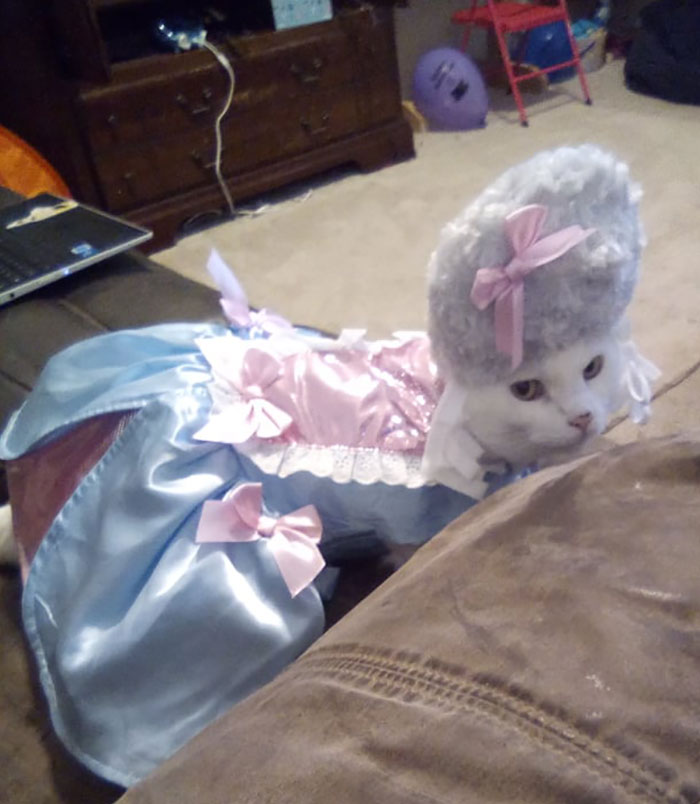 Pray For Me. I Decided To Dress My Cat Up For Halloween