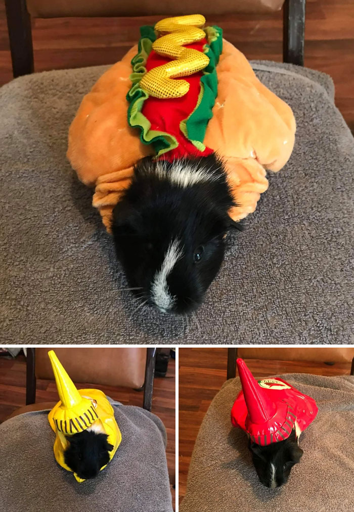 My Friend's Three Guinea Pigs Are All Ready For Halloween