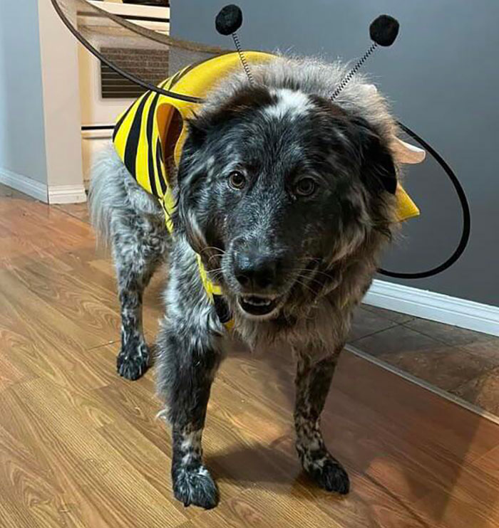 Luna Loves Halloween