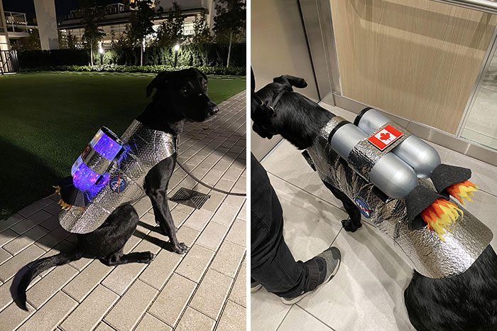 Our Dog Won Best Costume At His Daycare And Thought You All May Appreciate It