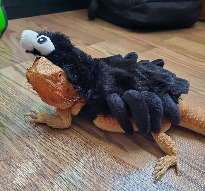 Happy Early Halloween From The Scariest Little Spider I've Ever Seen