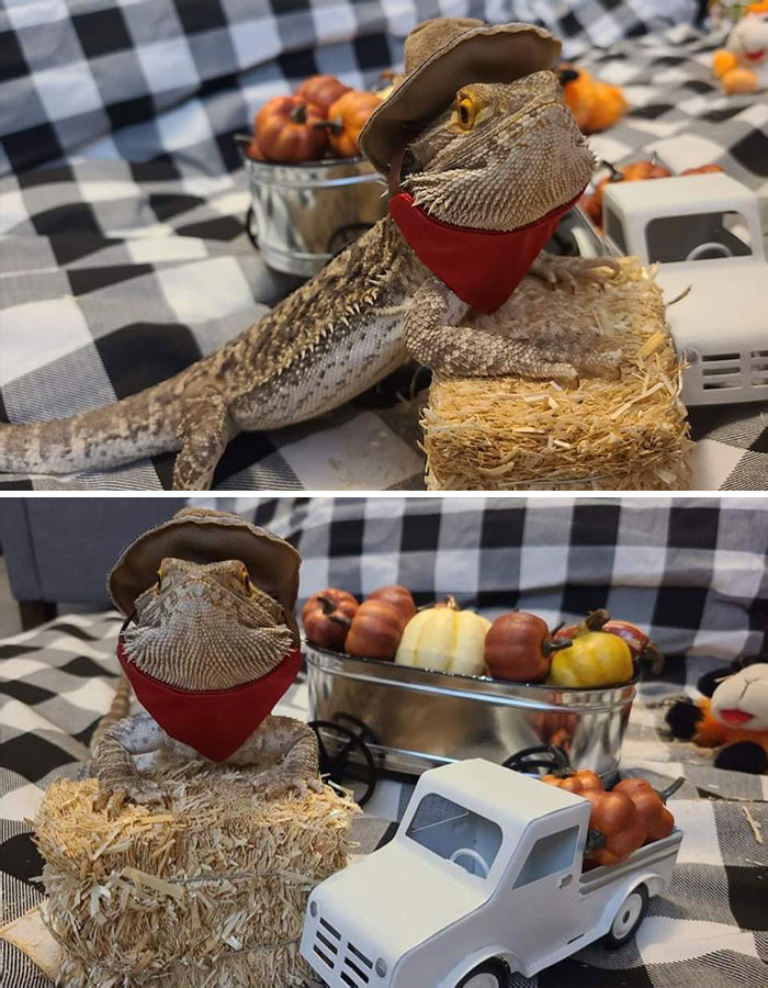 Happy Fall/Halloween From My Little Pumpkin Farmer