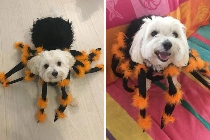 My Doggos Waffles And Muffin Are Trying On Their Scary Costumes For Halloween
