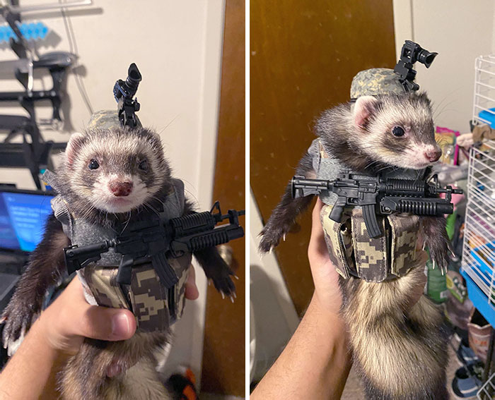 I Now Present My Ferret Kasey In Her Halloween Costume