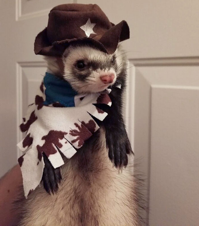 Bandito's First Halloween Costume