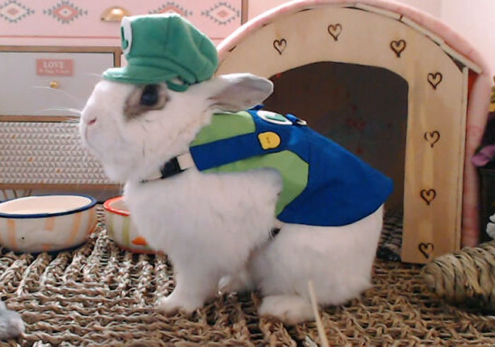 My Bunny Was Green Mario For Halloween