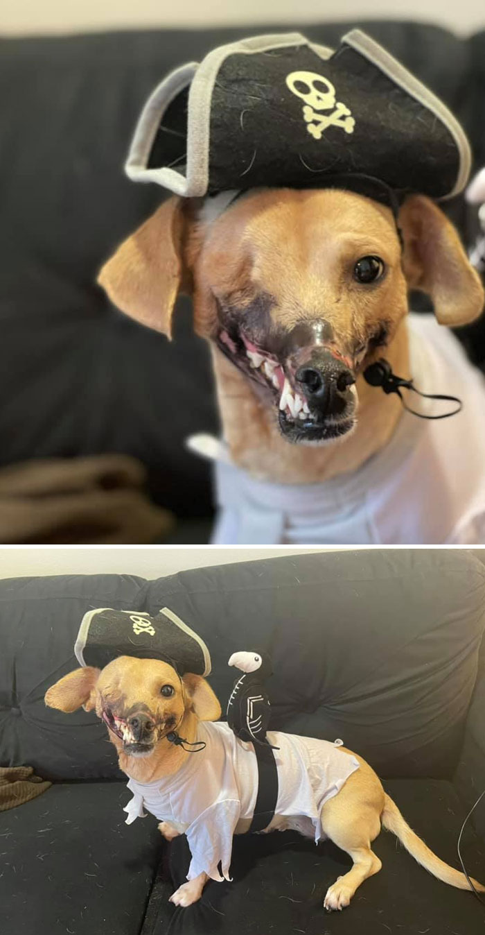 My Pirate Dog Was A Pirate Dog For Halloween