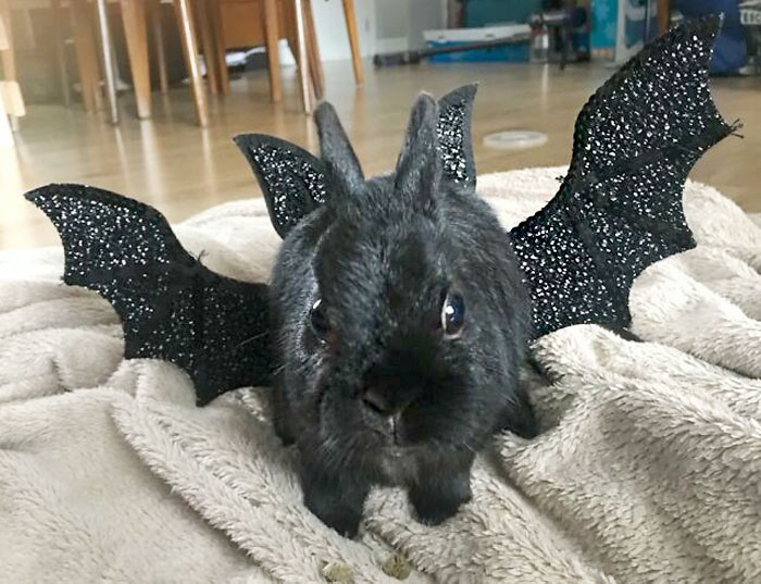 Little George Hopes You Had A Lovely Halloween