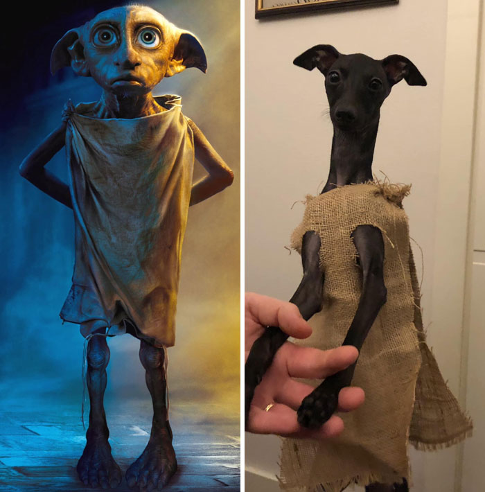 This Year's Halloween Costume