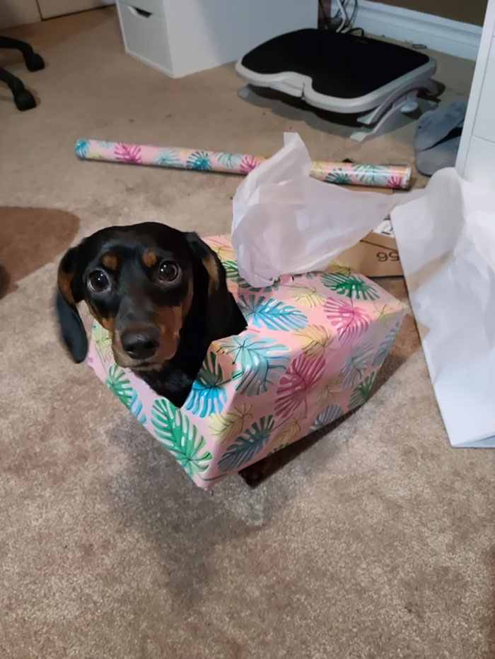 Happy Halloween! Waffles Is A Tissue Box This Year