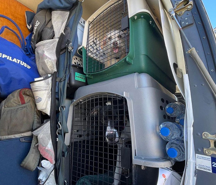 People Online Applaud Ordinary Heroes Who Risked Their Lives To Save Stranded Animals During Hurricane Ian