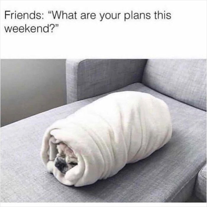 Dog wrapped in a blanket on a couch, resembling a burrito; a meme about being tired and overwhelmed.