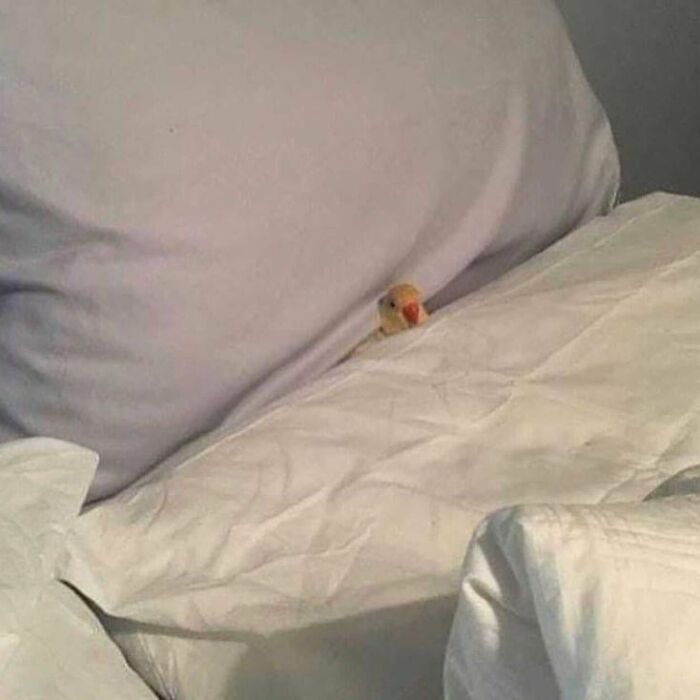 30 Memes For Those Who Are Tired And Feel Like Life Is Overwhelming, Shared By This Instagram Account