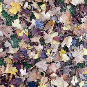 monkeymoojcsp avatar