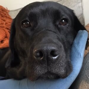 heshanijayaratne_1 avatar