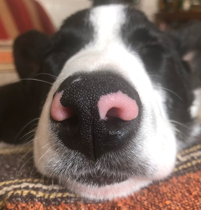Petal’s Nose ❤️