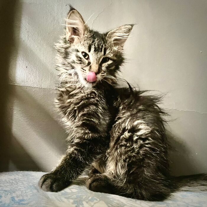 Post Bath After Jumping Into The Toilet