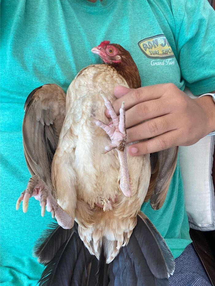 My Chicken Little Loves Belly Scratches!!!!!