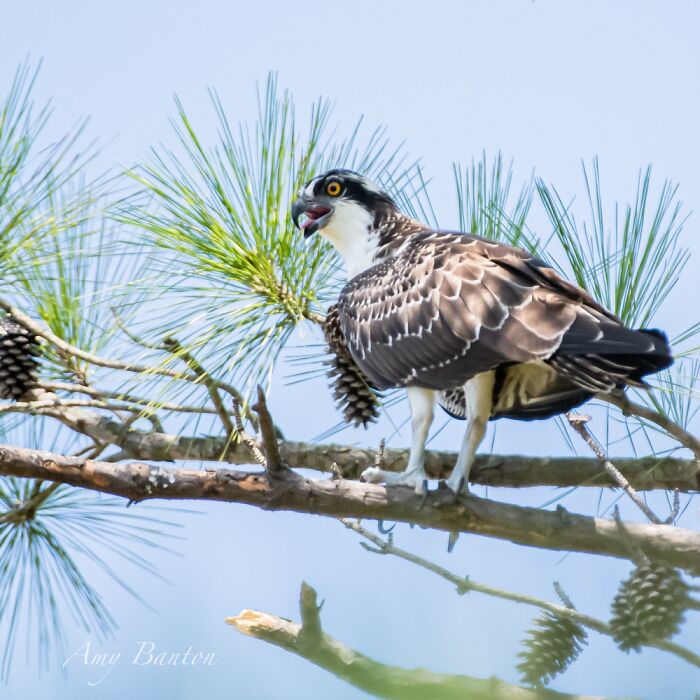 We Followed A Trail Of Fishbones, Which LED To This Happy Guy (Osprey Aka Sea Hawk)