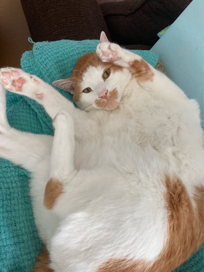 Time For Belly Rubs!!