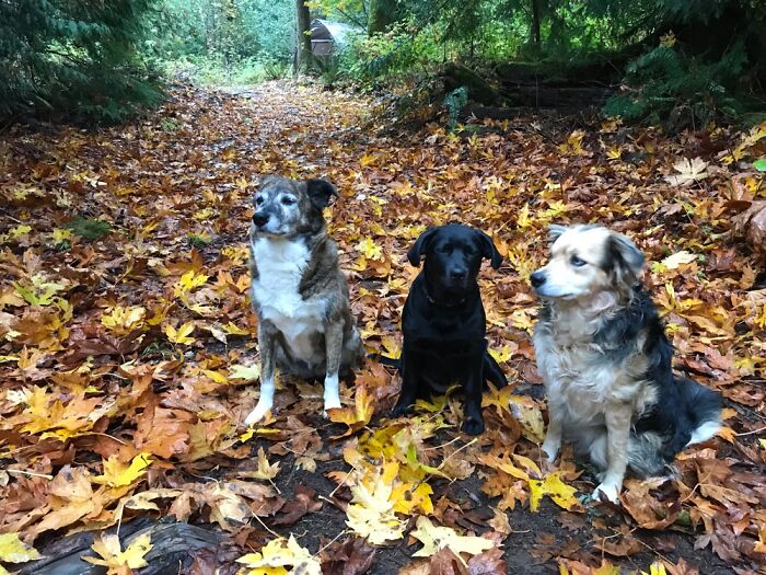 My Pack Lovin The Fall Walks