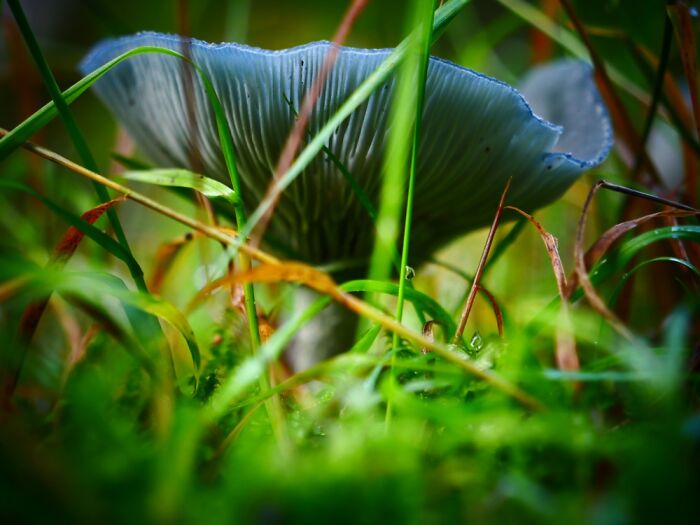 Black Forest, Germany