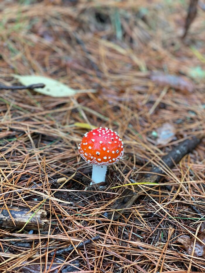 This Little Guy Hanging Out At The Redwood Forest In Rotorua, New Zealand