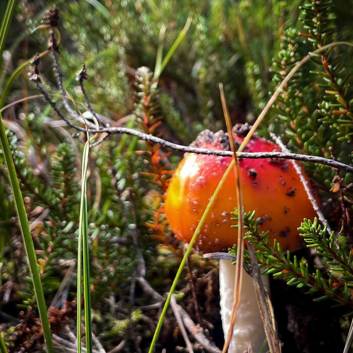 Amanita