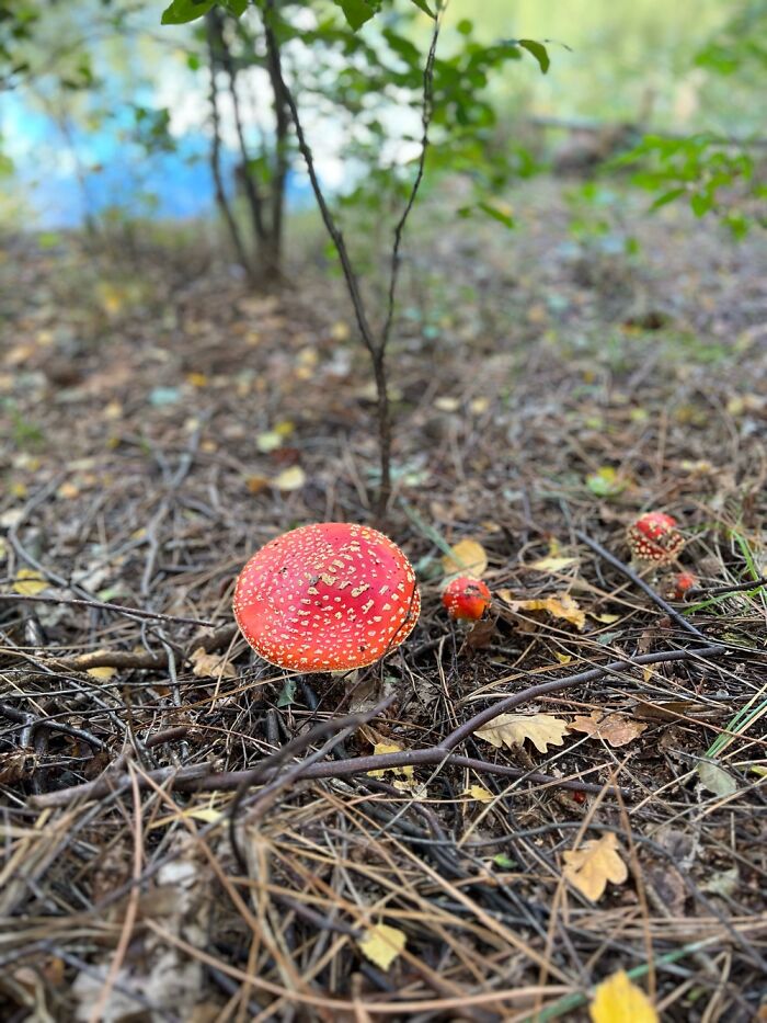 Red And White In The Woods