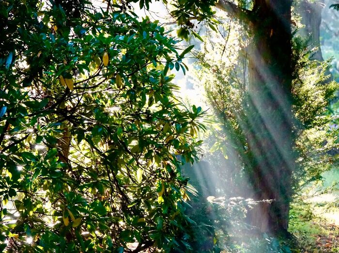 Morning Rays Of Light