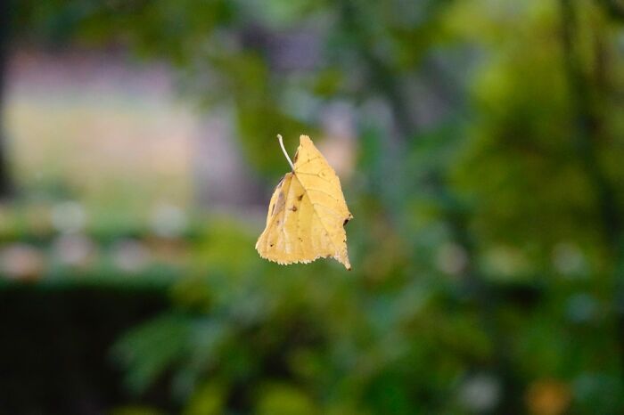 Leaf Falling To The Ground