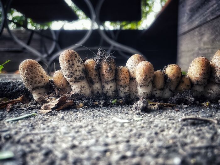 Mushrooms Between Floor Plates At A Restaurant