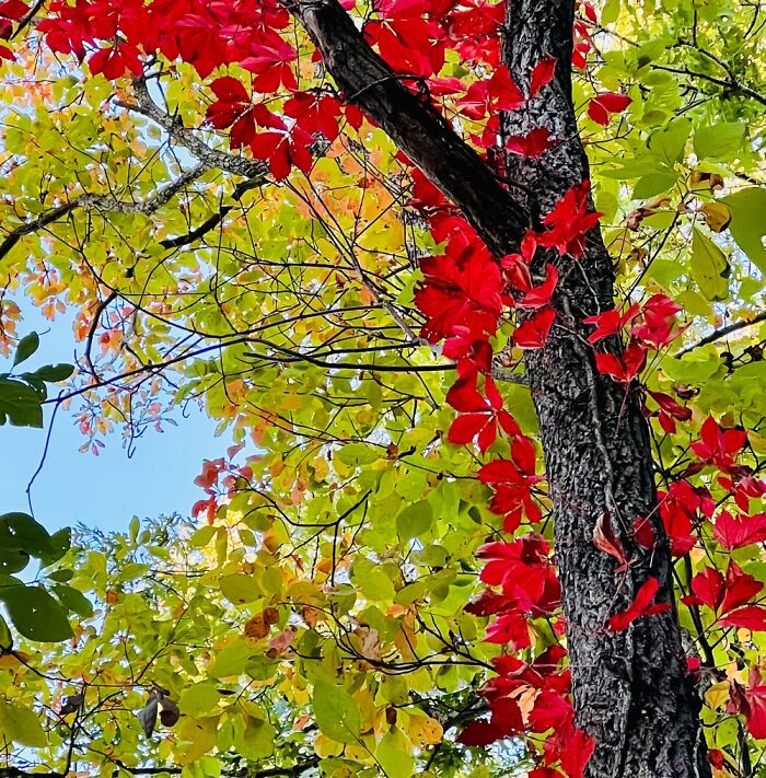 Virginia Creeper Red In The Yellowed Greens Of Ash & Sassafras