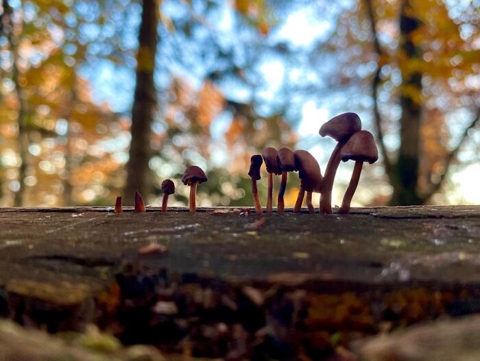 Black Forrest, Germany