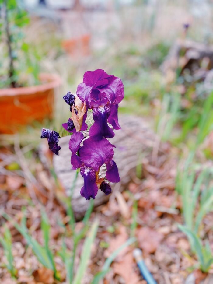 This Iris