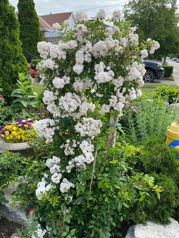 This Centifollia Species Rose Popped Up Between The Interlocking Bricks On Our New Patio. My Hu