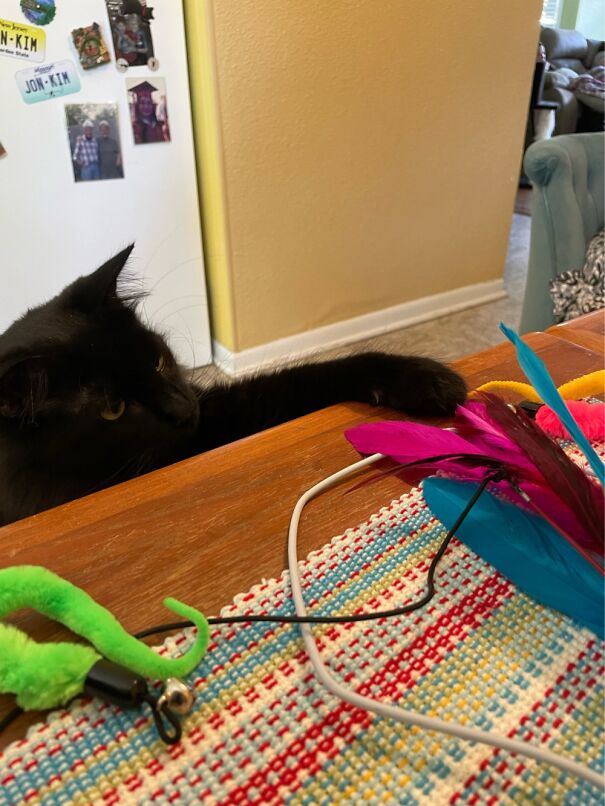 I Know My New Toy Is Up On This Table!